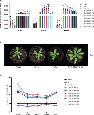 Overexpression of SLIM1 transcription factor accelerates vegetative development in Arabidopsis thaliana